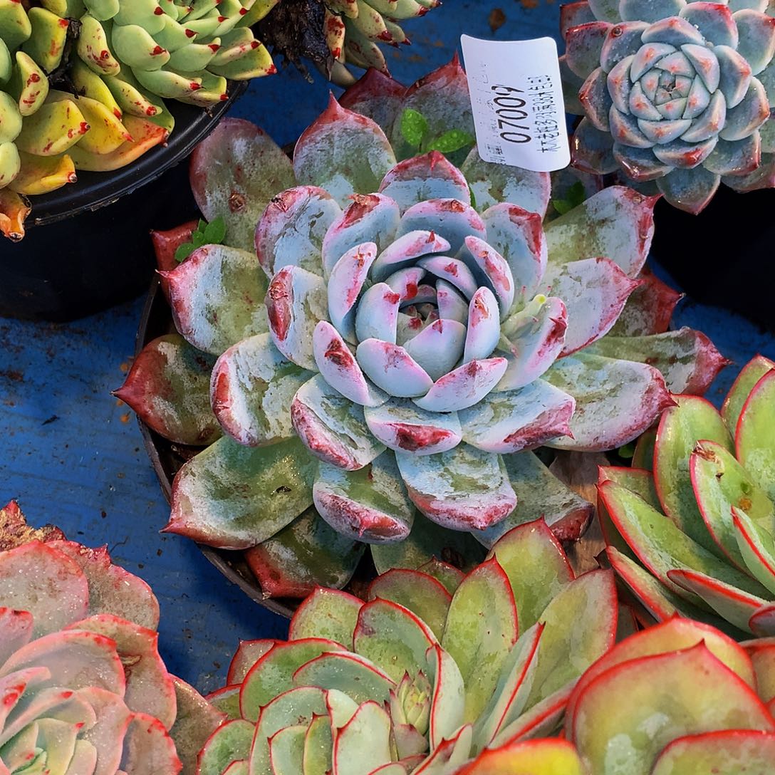 *****     黑天鹅多肉07009