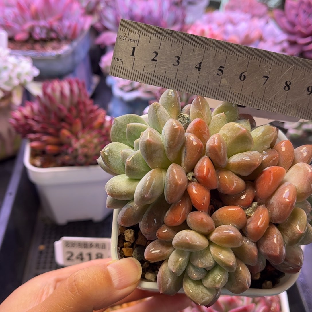 2420 满30包邮天冷地区必拍保温箱