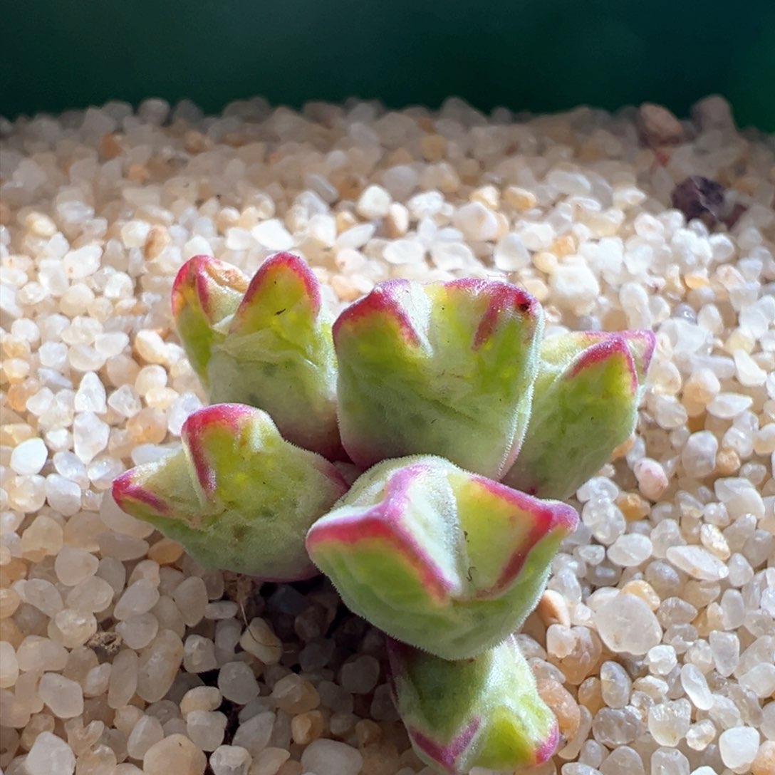 911。园艺优选985猪蹄