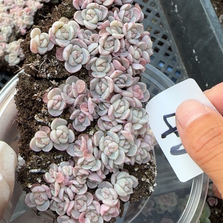 46号tt02王者系列种播苗一盒