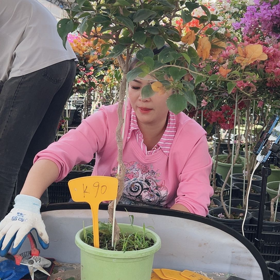 *****大部分花苞少量开放K90金色光辉