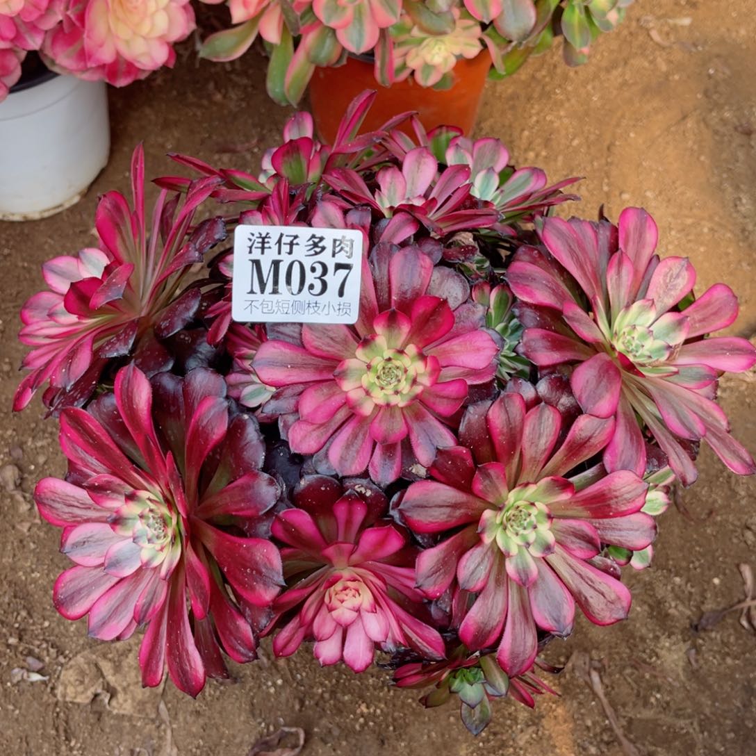 037美姬 冠幅30左右