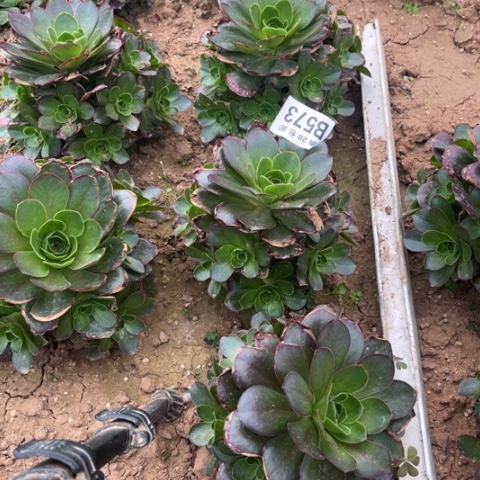 573枚金玫瑰二十包邮