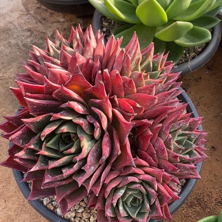 D009- 直播福利 斯特拉手捧