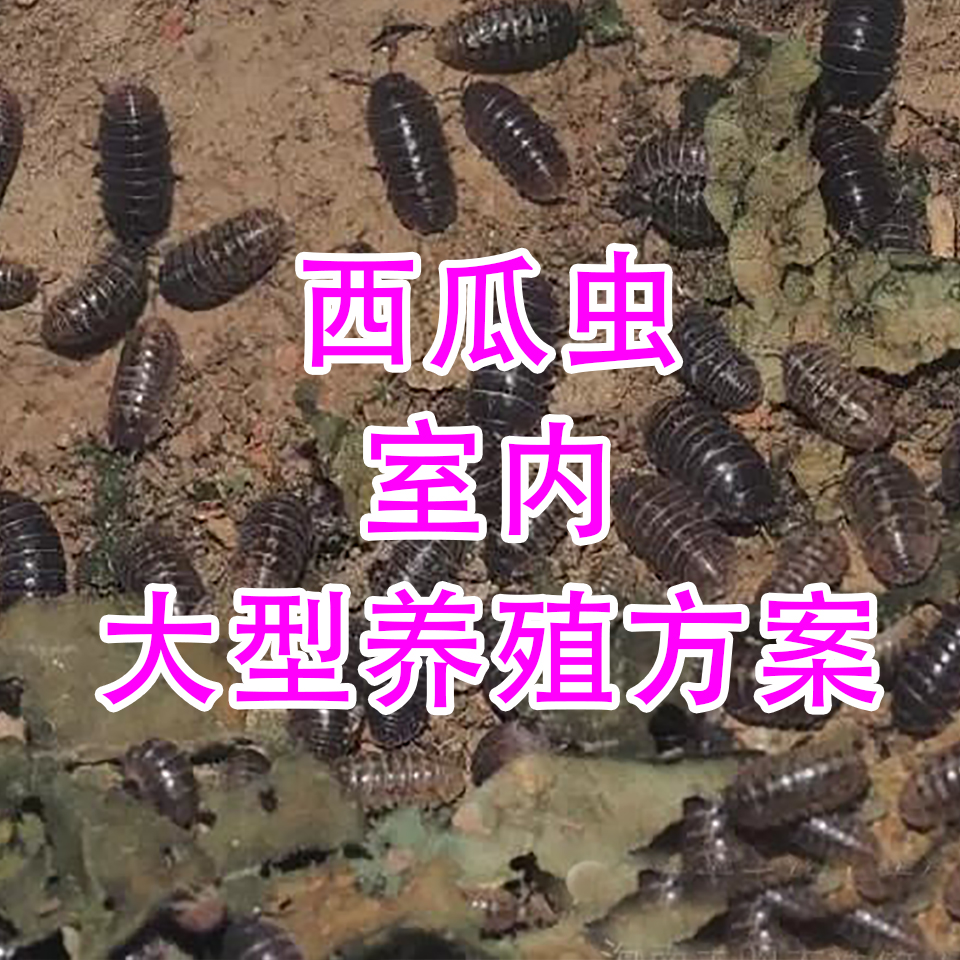 西瓜虫【室内大型养殖方案】