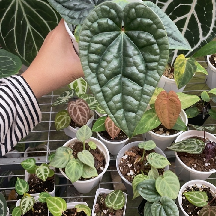 完全开放奢华花烛