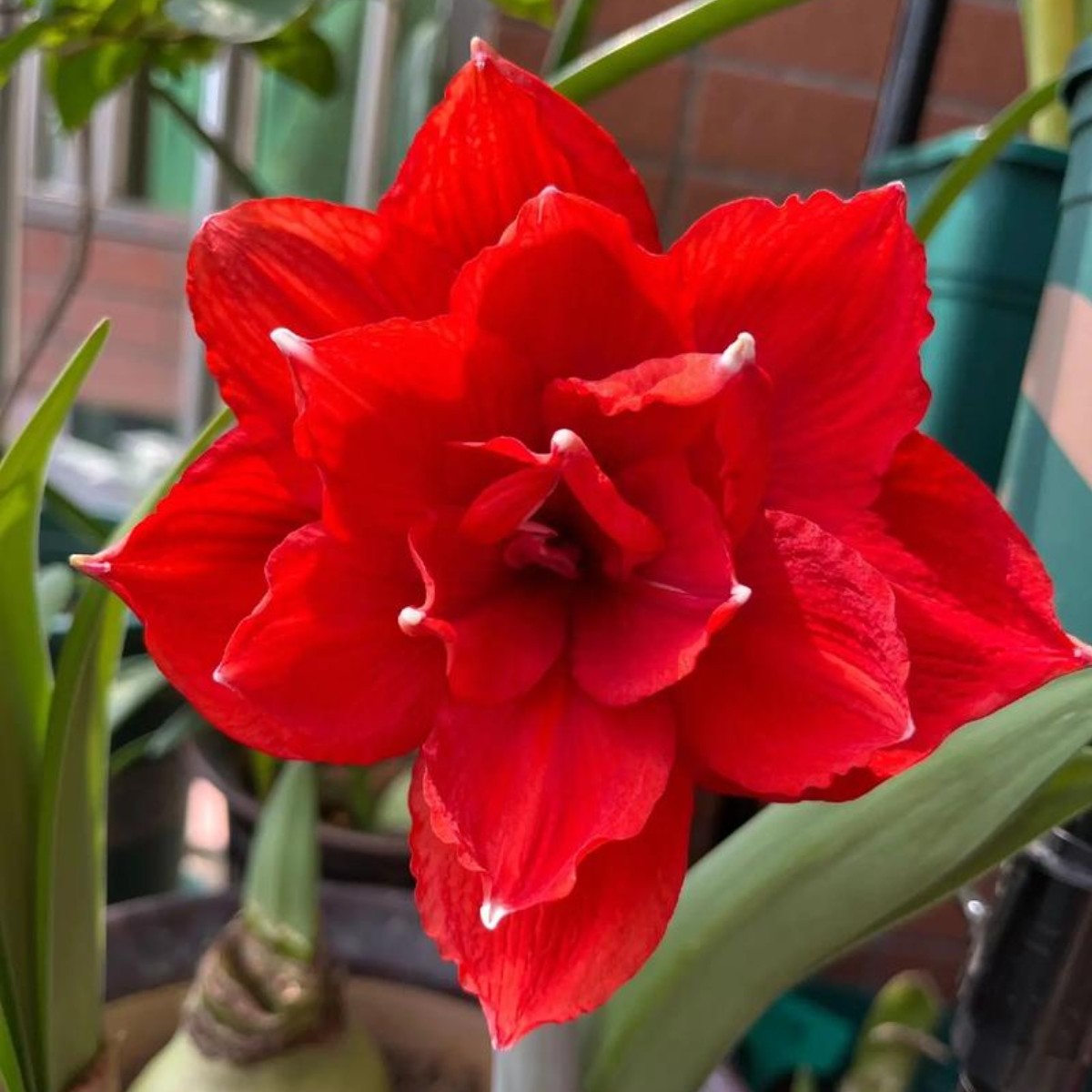 朱顶红晓蒙花卉双王5+