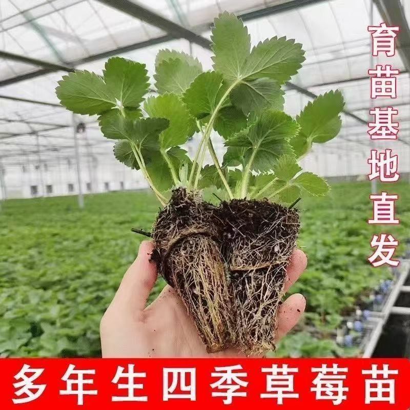 （带土发货）草莓苗穴盘苗四季阳台盆栽红颜牛奶种草莓秧苗四季结果