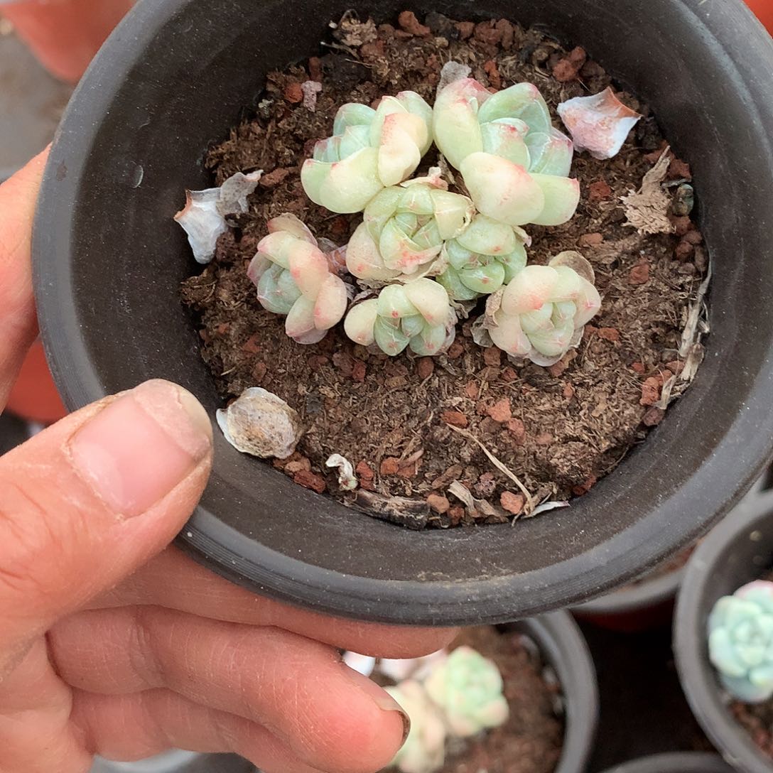 el哈哈哈哈哈哈哈哈