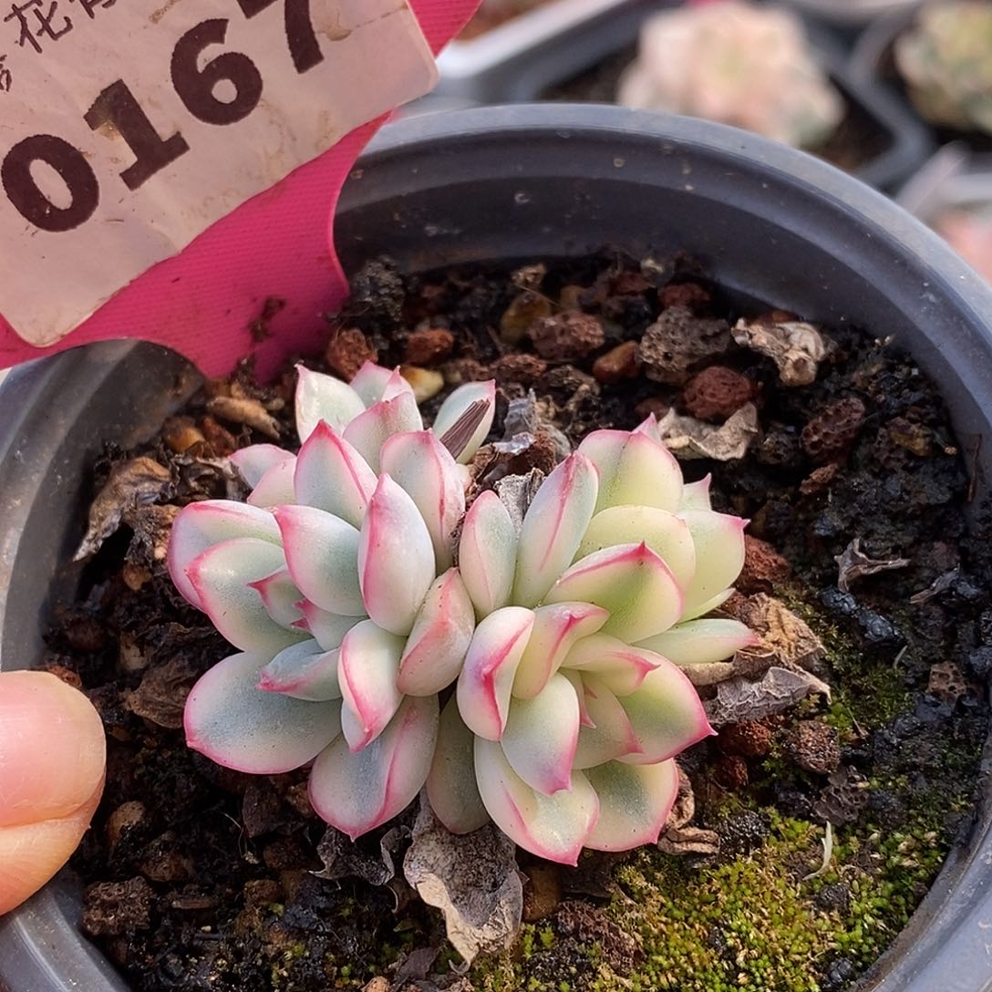167群生荷花哈哈哈哈