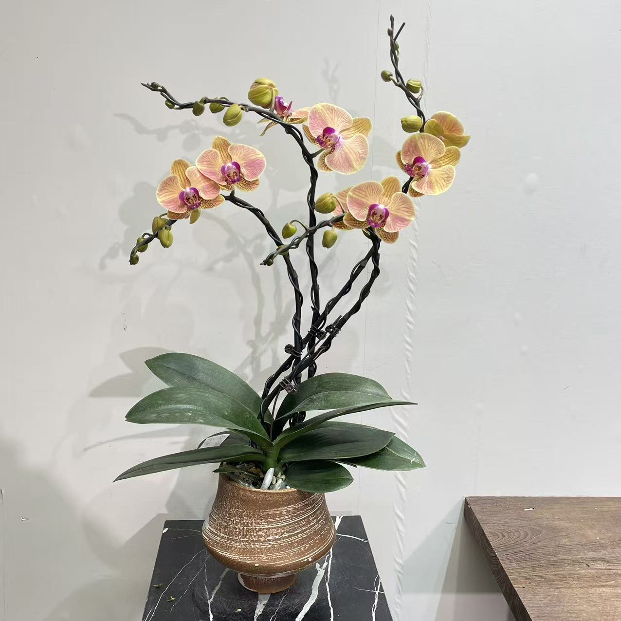 【芭比娃娃蝴蝶兰】粉白渐变仙系大花 自带江南温婉感 带花苞好养活