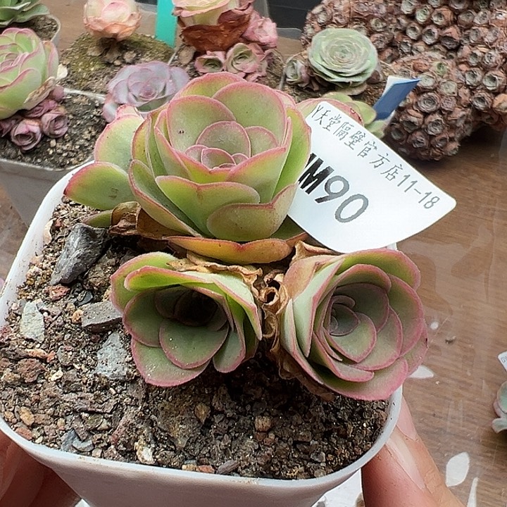苗苗90山地玫瑰多肉植物