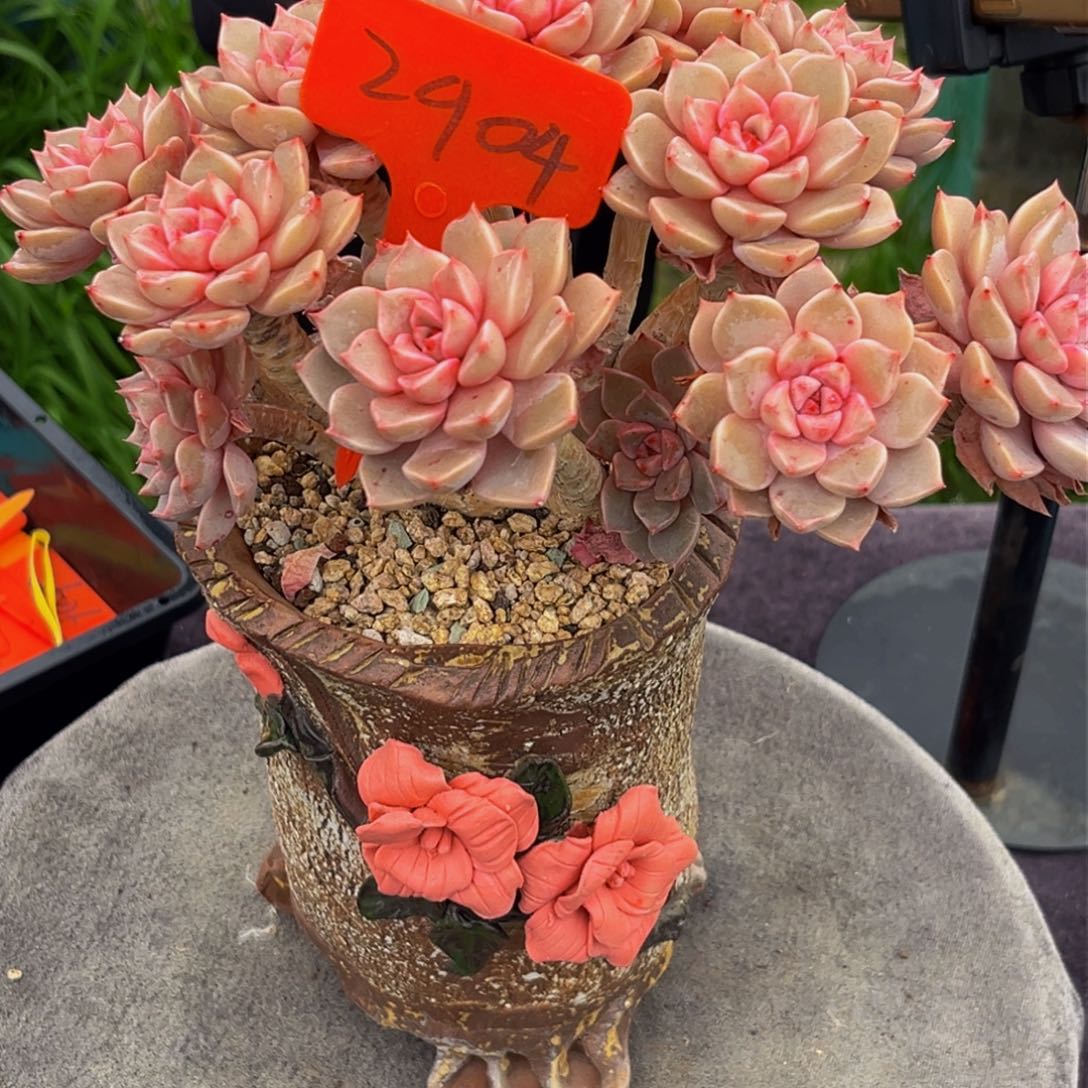 2904下午多肉植物群生