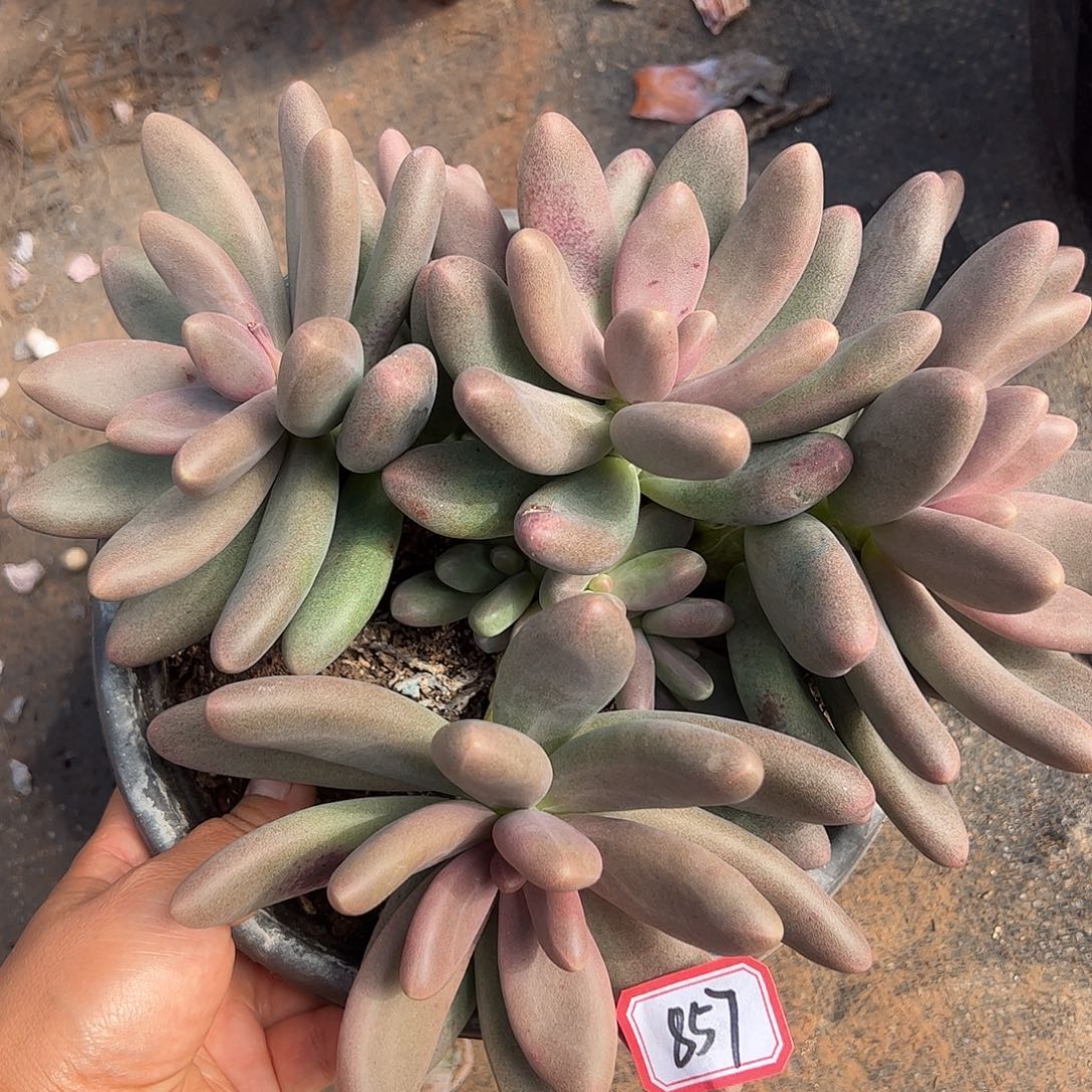 857号糖果美人，一物一拍