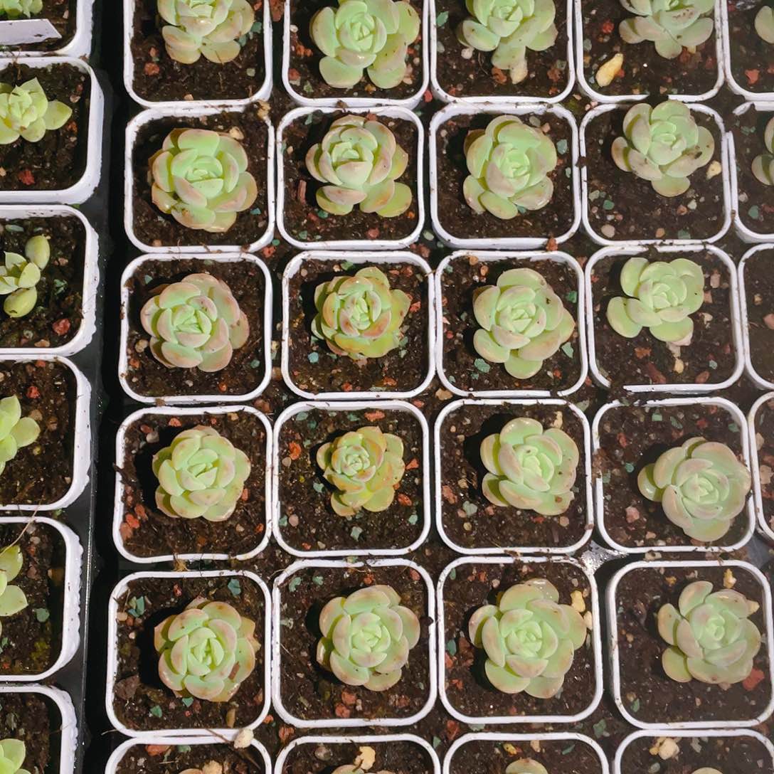 琴心中盆一个满25包邮