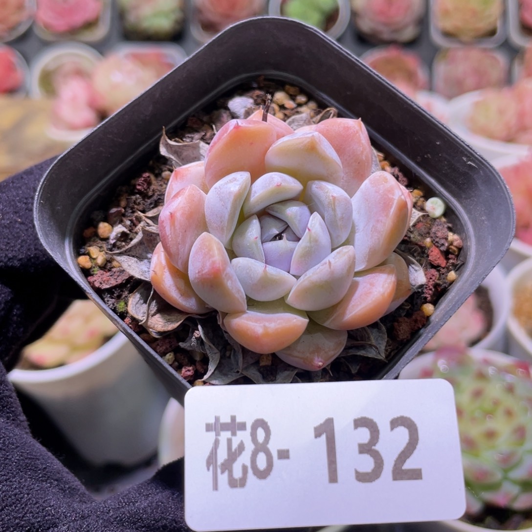 花利美8-132雪兔单头