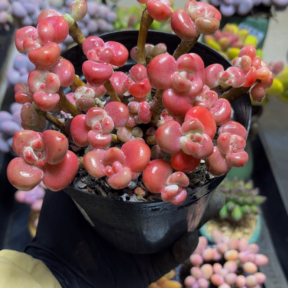 504老桩腰子洛神15厘米