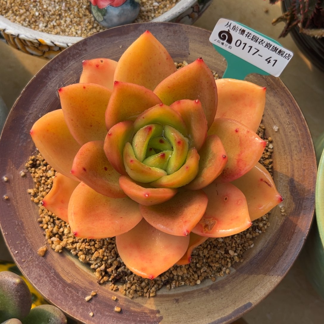 多肉精选编号0117.41