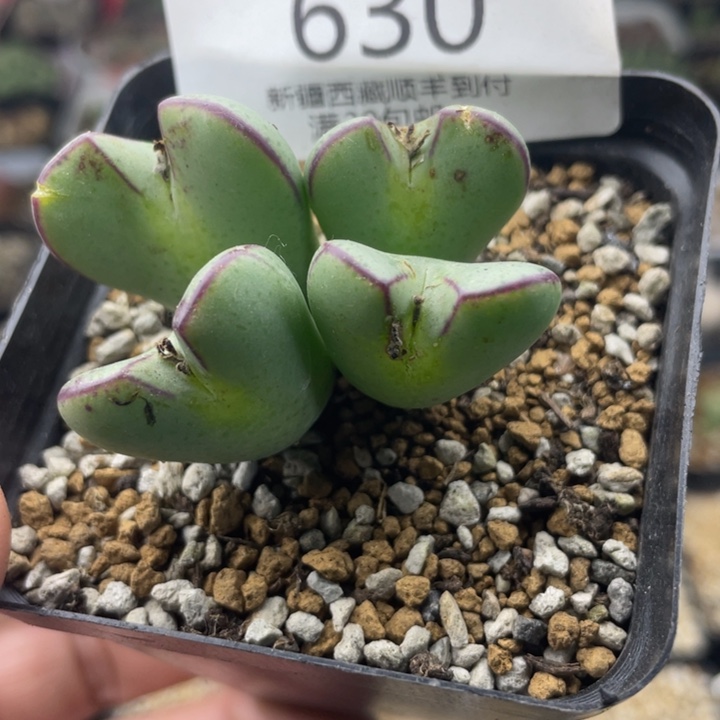 佳人园艺 老周多肉上福利啦将630