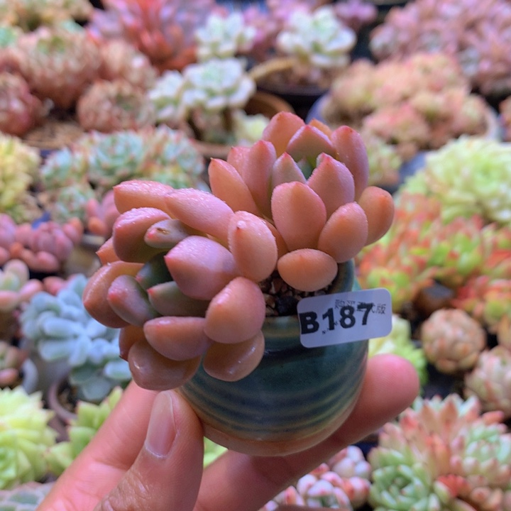 一物一拍含盆土满38包邮B187