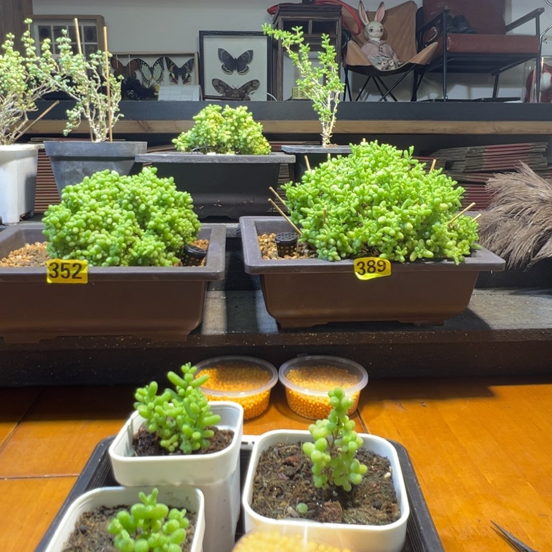 枝干番杏多肉植物402