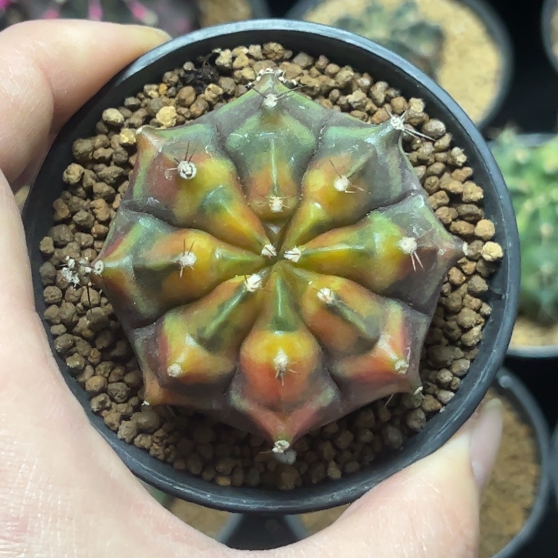 乌贼侧芽自根带盆土发货13