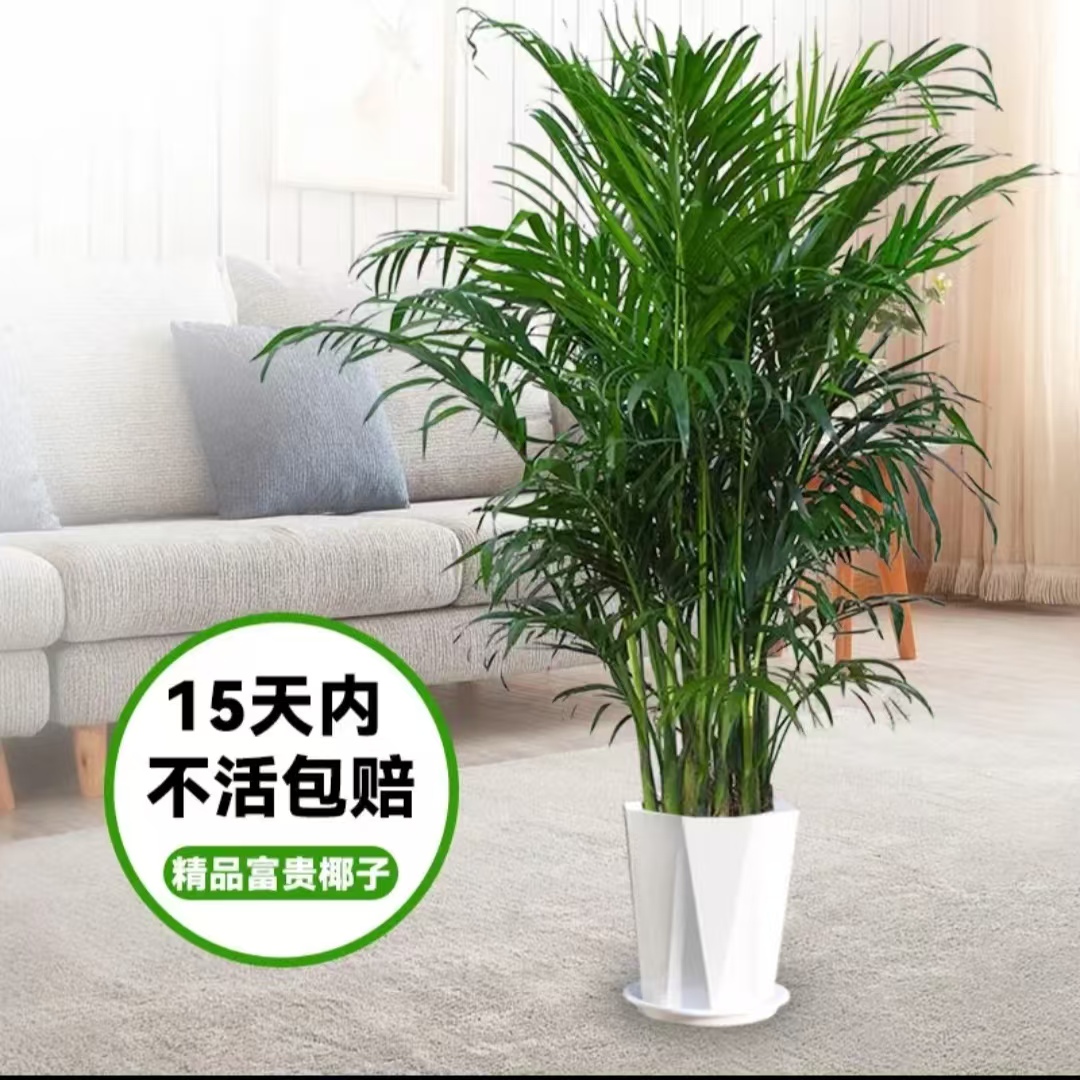 富贵椰子1米5-1米8客厅办公室净化空气绿植四季常青好养活乔迁