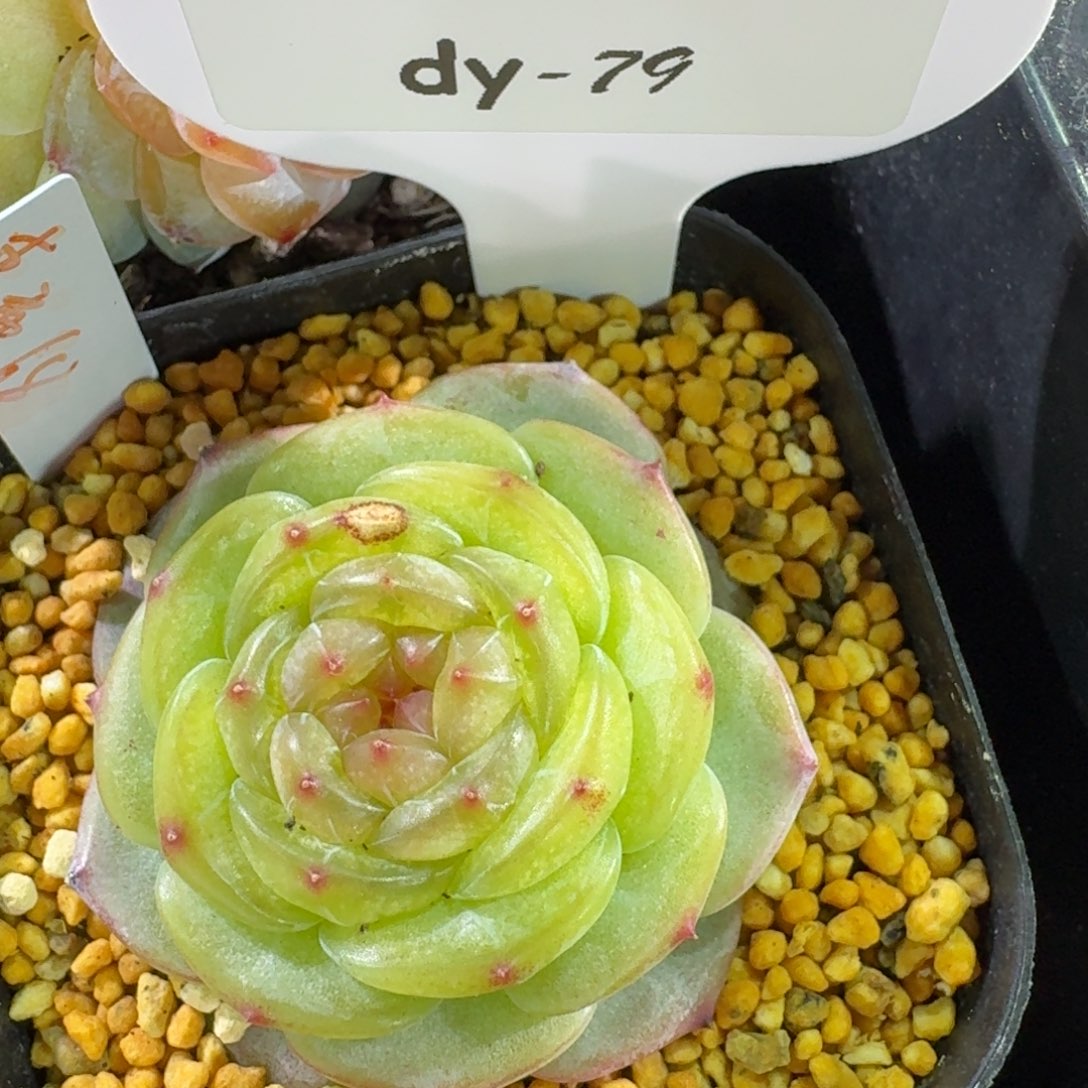 0130-79-兰州拉面