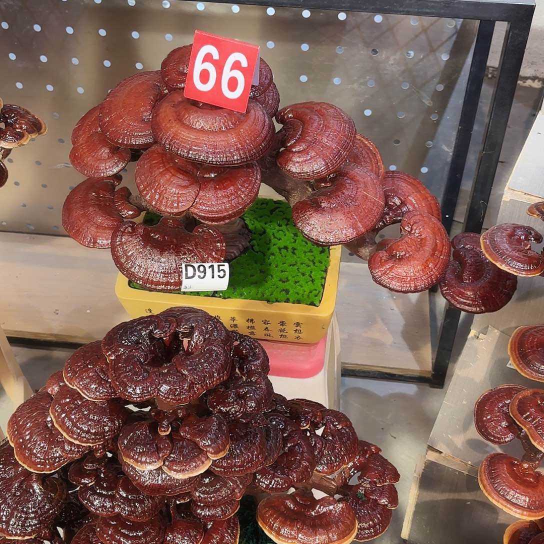 深***爱无花朵灵芝555555555555555555