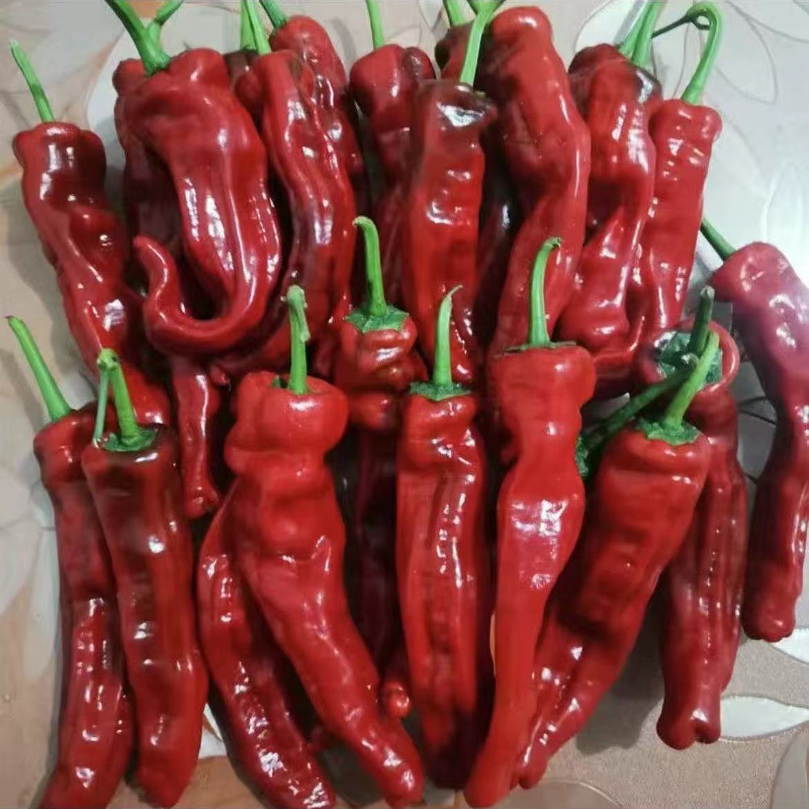 超辣会龙红小皱辣椒特辣尖椒红辣椒薄皮农家腌制自种现摘香辣新鲜