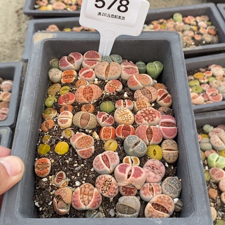 麋***?整盆发货578长