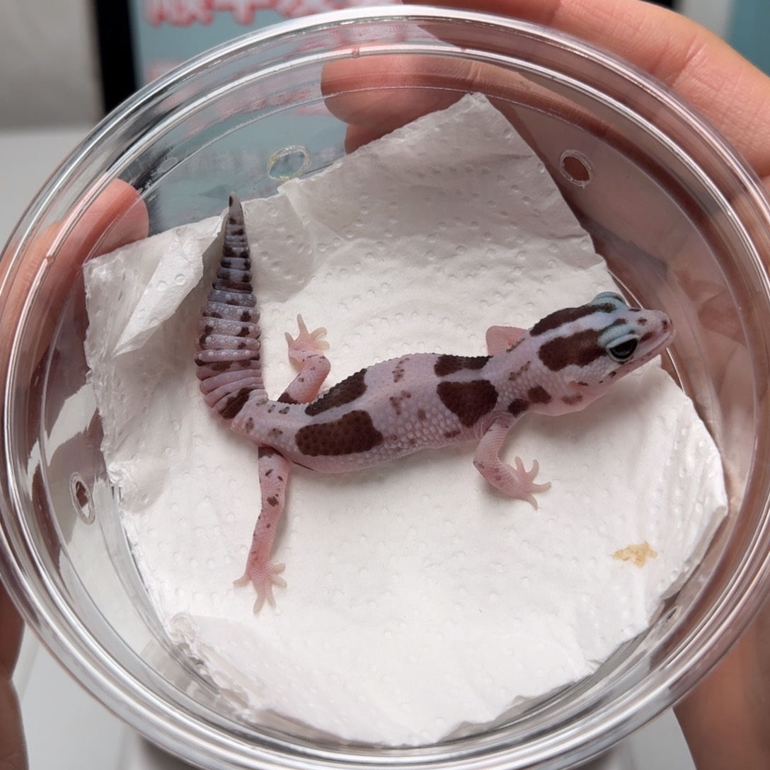 肥尾守宫奶牛奥利奥 隐幽灵无纹歪嘴