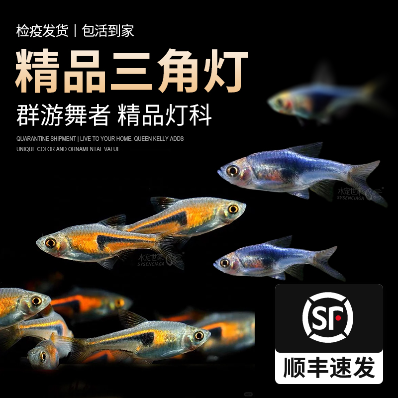 金紫三角灯科鱼活体红绿灯宝莲灯草缸群游鱼淡水鱼小型热带发货