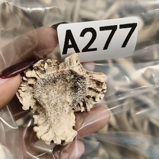 黑***白鹿角鹿角鹿角鹿角鹿