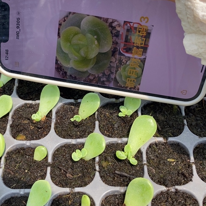 花开财富c3芽苗一个多肉