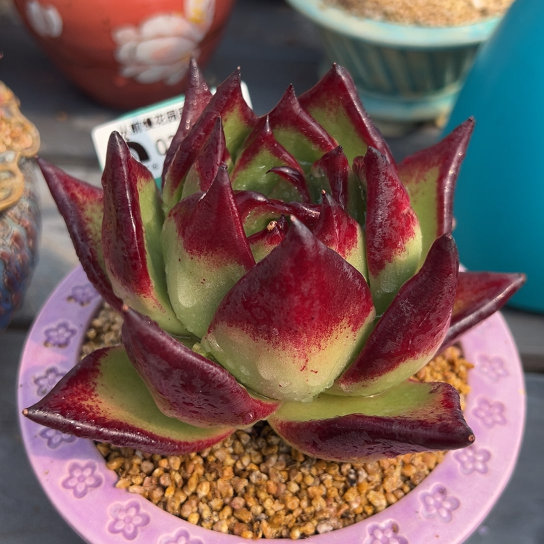 从前慢多肉精选编号0217.161