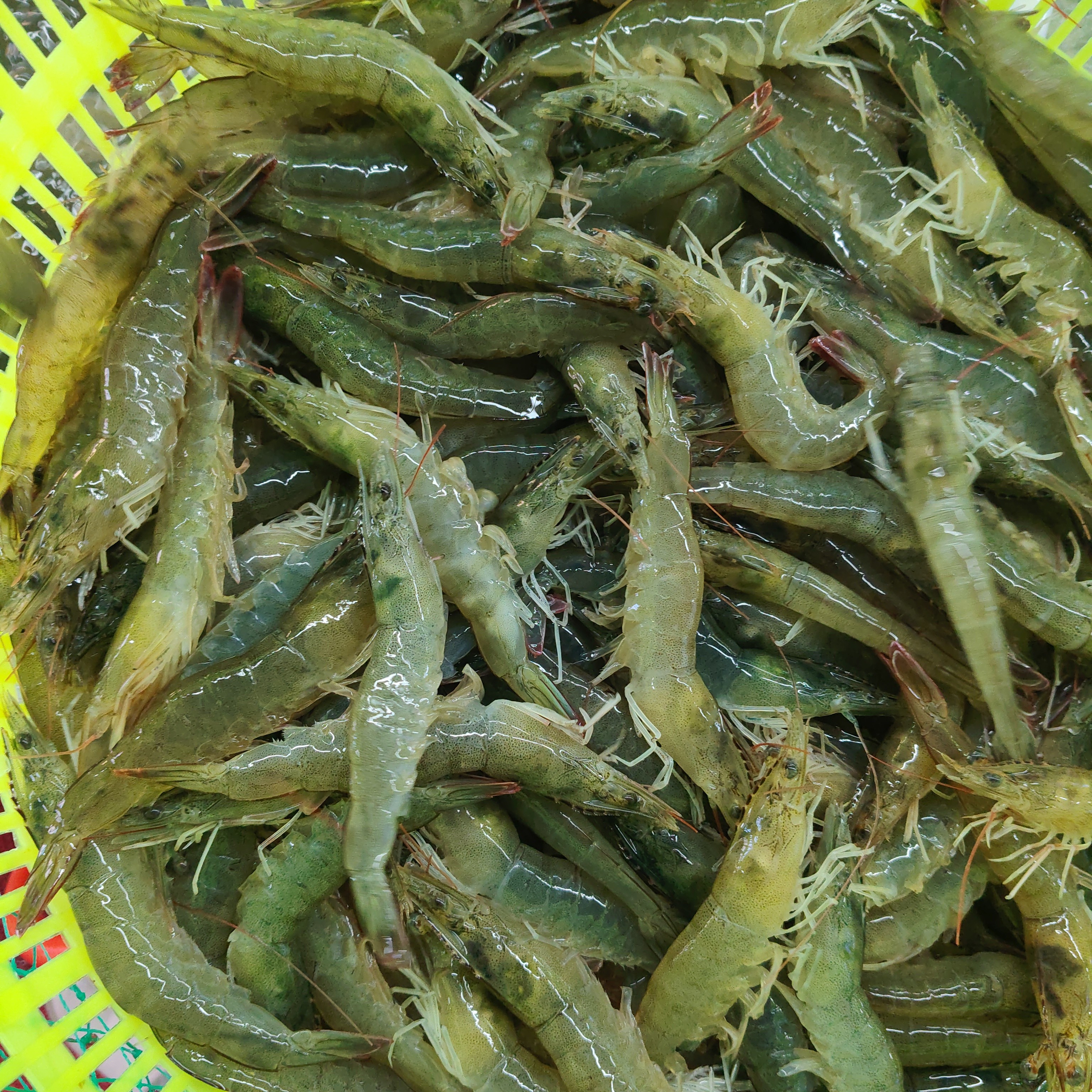 高盐大虾保鲜不保活