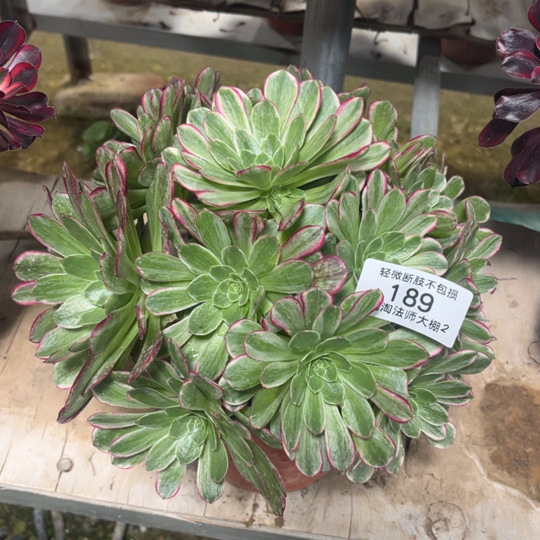 189芙蓉多肉植物法师