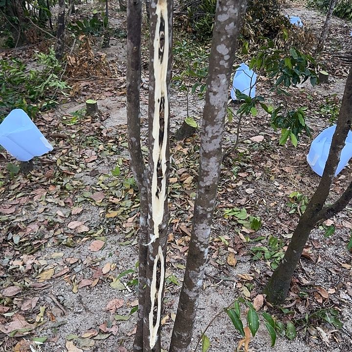 无花朵金沙叶品种