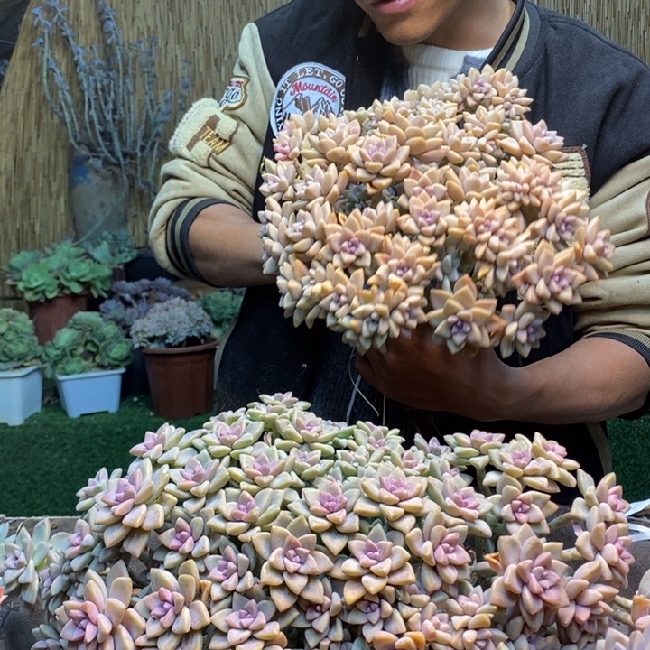 贾***J371 号淡雪多肉植物