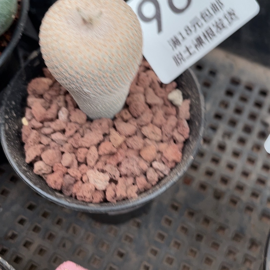 969实生小人帽（满18元包邮）