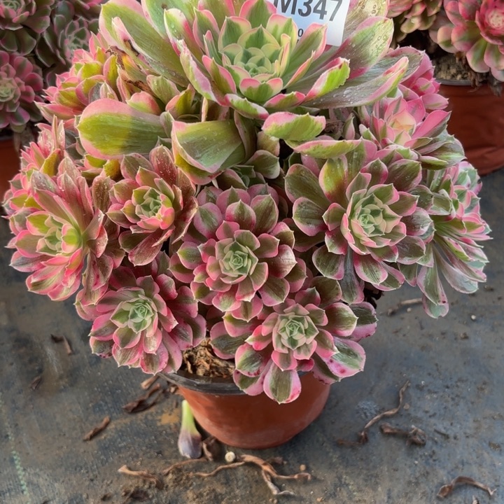 瑞妈，，。。。。。347。男神