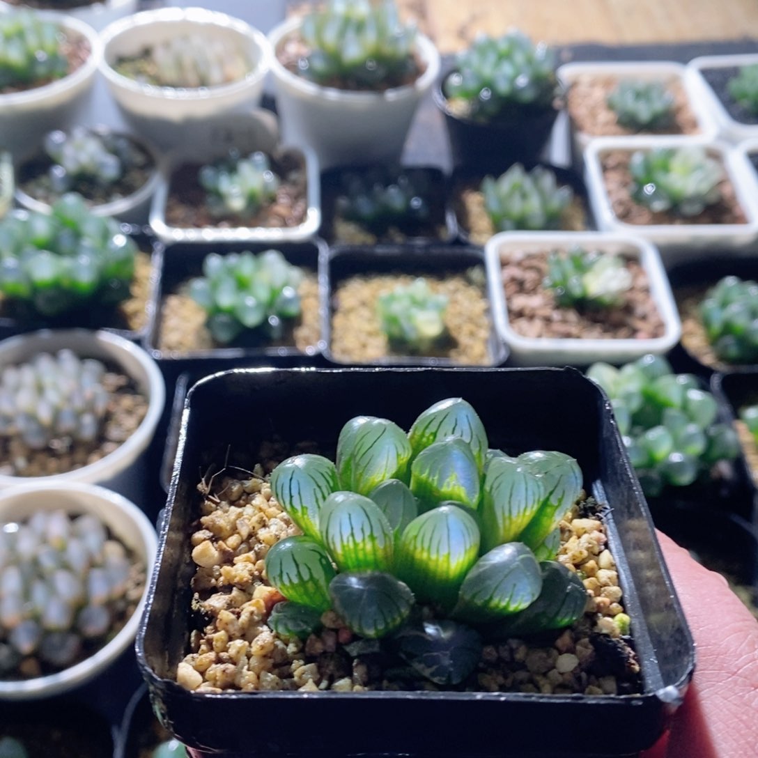 实生玉露多肉植物多肉植物