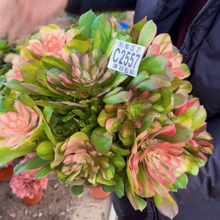 2557多肉植物无根流星雨没有根