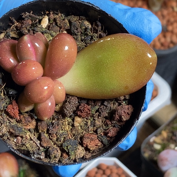 潘朵拉锦多肉植物