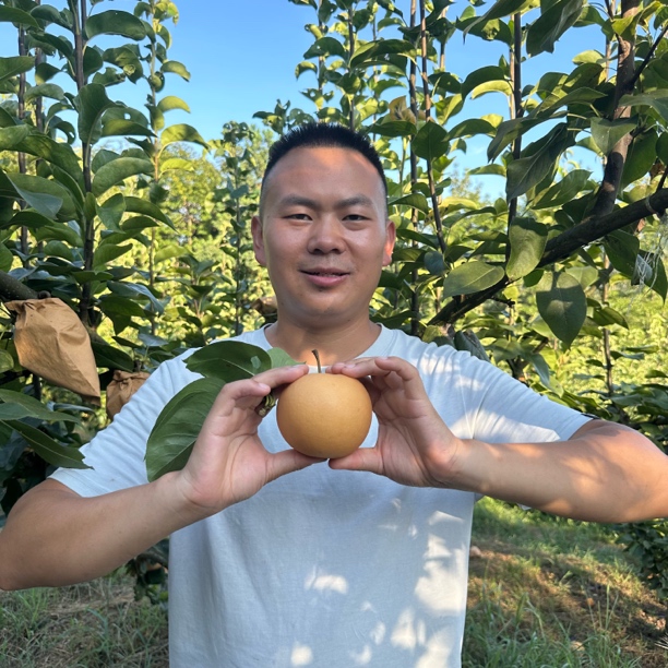 正宗(秋月梨）顺丰快递 贵州凤冈蜂岩镇十二湾金秋梨园现摘现发