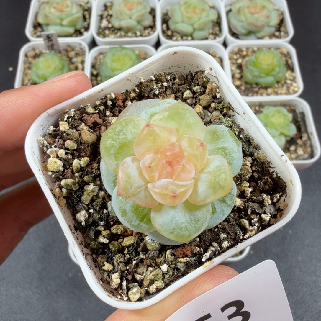 单头糖混一物一拍053