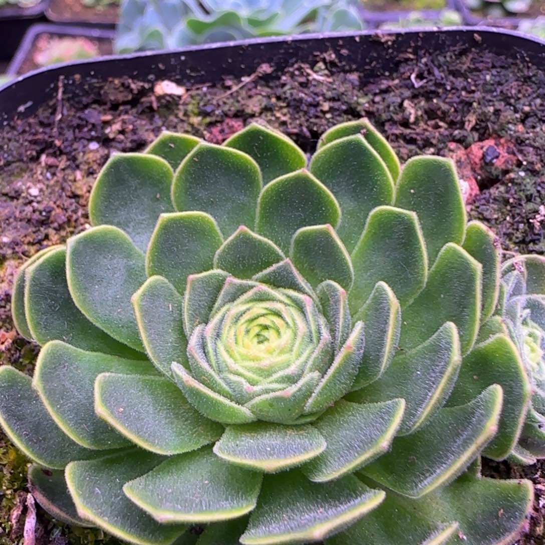 6厘米伊人玫瑰群12424243