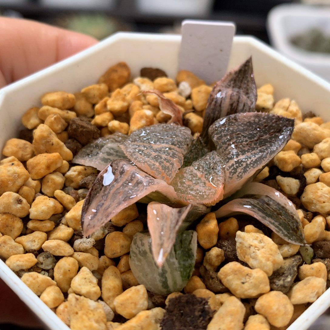 白银锦，带盆发货