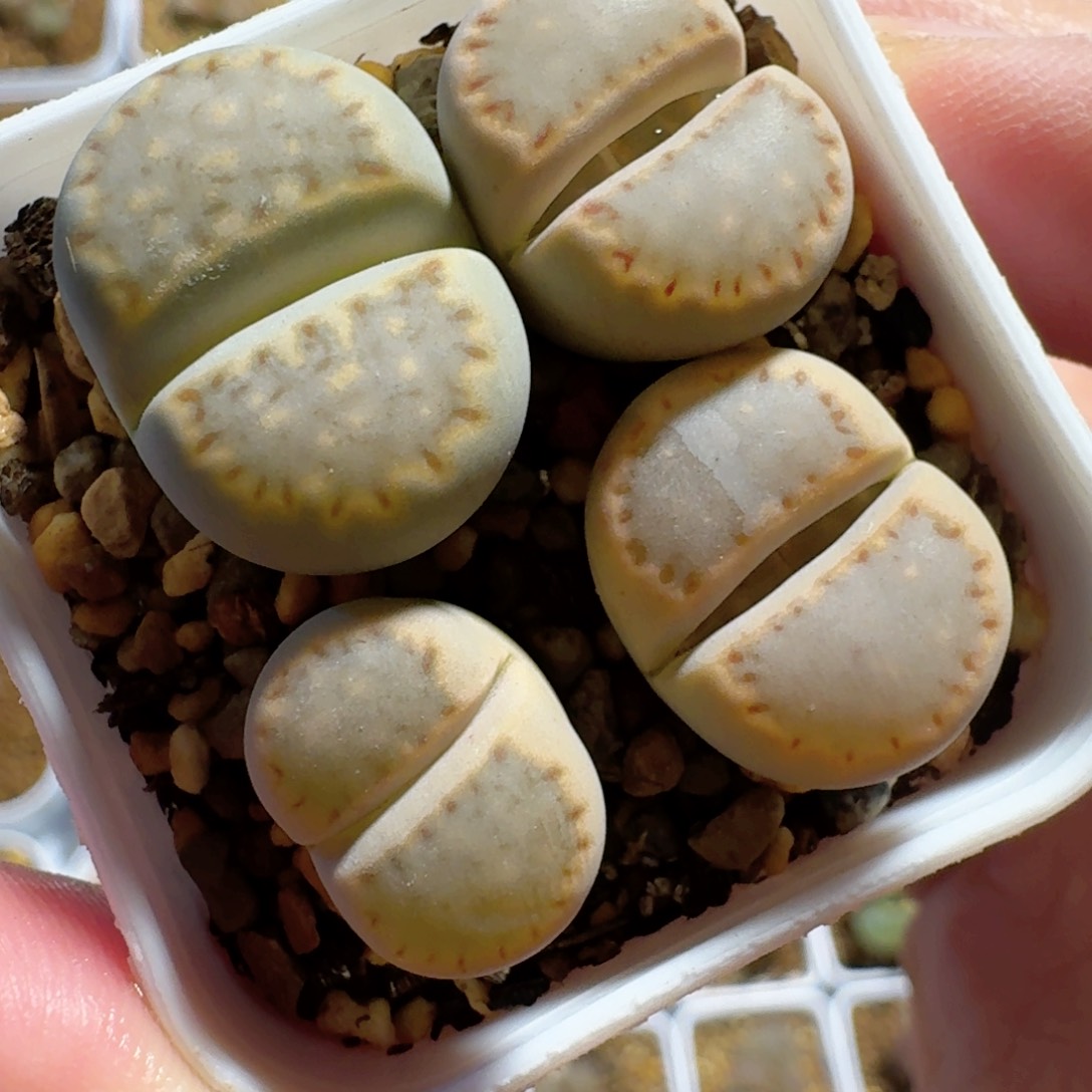 芮*瑞70000020................